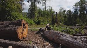 Best Firewood Processing and Delivery  in Swannanoa, NC