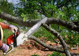 Swannanoa, NC Tree Services Company