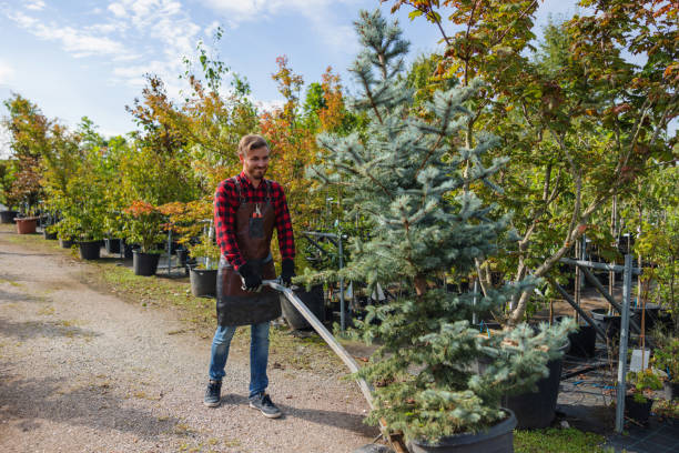 How Our Tree Care Process Works  in Swannanoa, NC